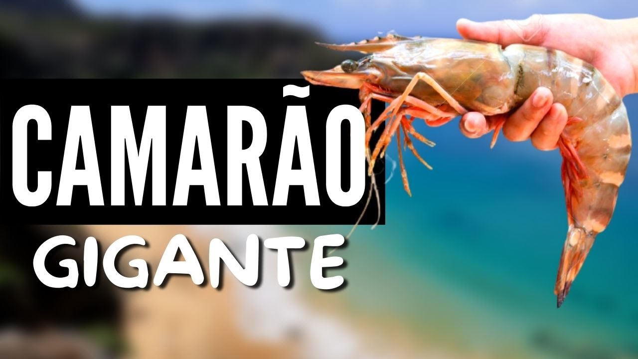 Esta receita de camarão fica divinal e prepara-se em apenas 15 minutos